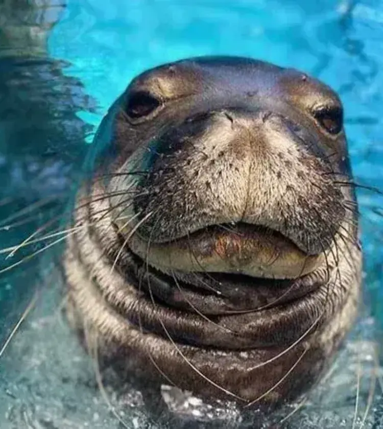 Close-up of Hawaiian monk seal underwater with blue background