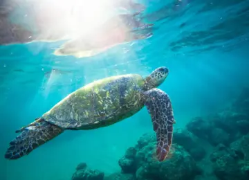sea turtle swimming underwater near coral with sun rays filtering through water