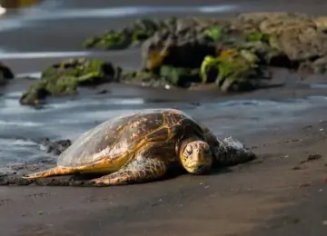 Hawaiian green sea turtle resting on black sand beach