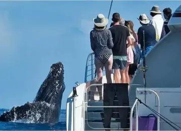 group of people on boat watching a whale breaching in ocean