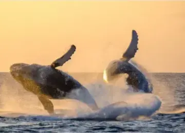 Two humpback whales breaching the ocean at sunset with water spray