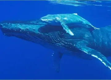 humpback whale swimming underwater with calf on its back in clear blue sea