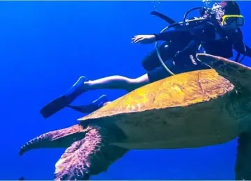 scuba diver swimming underwater with a large sea turtle in clear blue ocean
