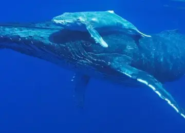 humpback whale swimming underwater with calf