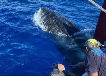 People on boat observing and photographing a whale surfacing in deep blue ocean water