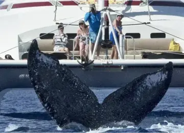 Whale tail splashing in ocean near tourists on a boat