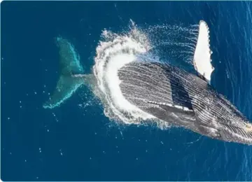 Humpback whale breaching out of deep blue ocean water with splash