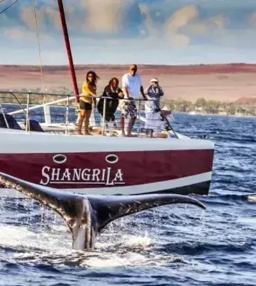 Whale tail emerging from ocean near red and white tour catamaran with people watching on deck
