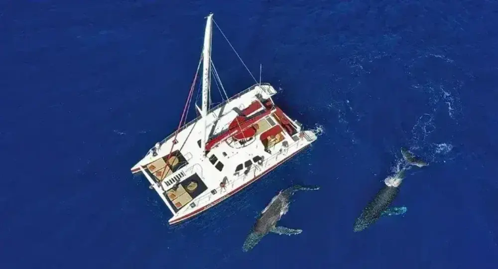 white catamaran sailing next to two humpback whales in deep blue ocean