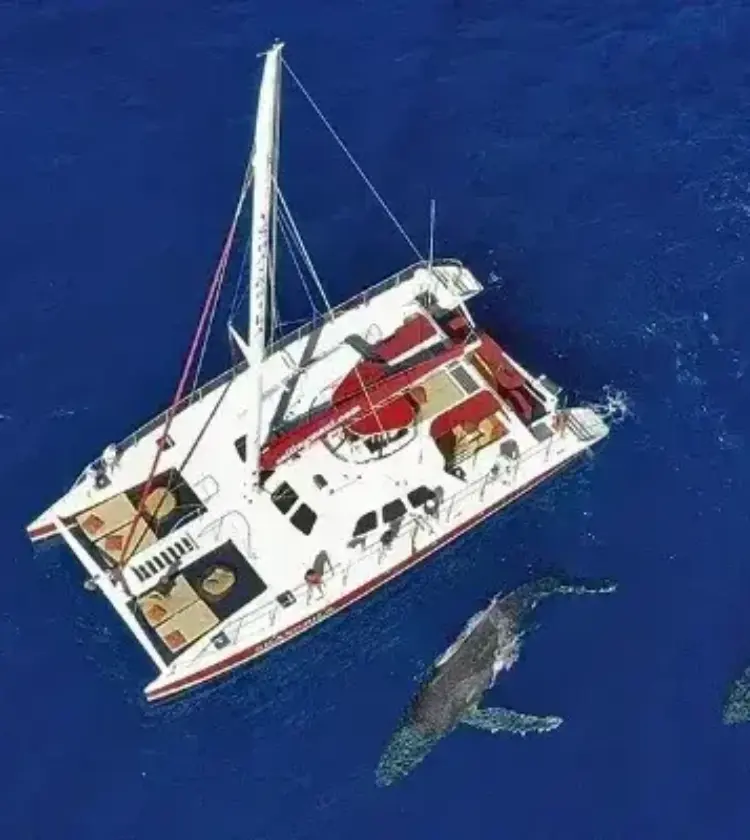 white catamaran sailing next to two humpback whales in deep blue ocean