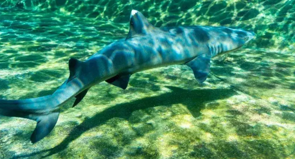 shark swimming underwater with light patterns on sea floor