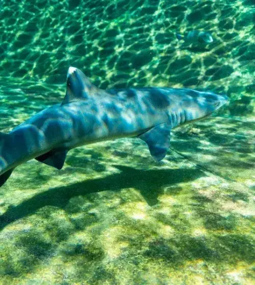 shark swimming underwater with light patterns on sea floor