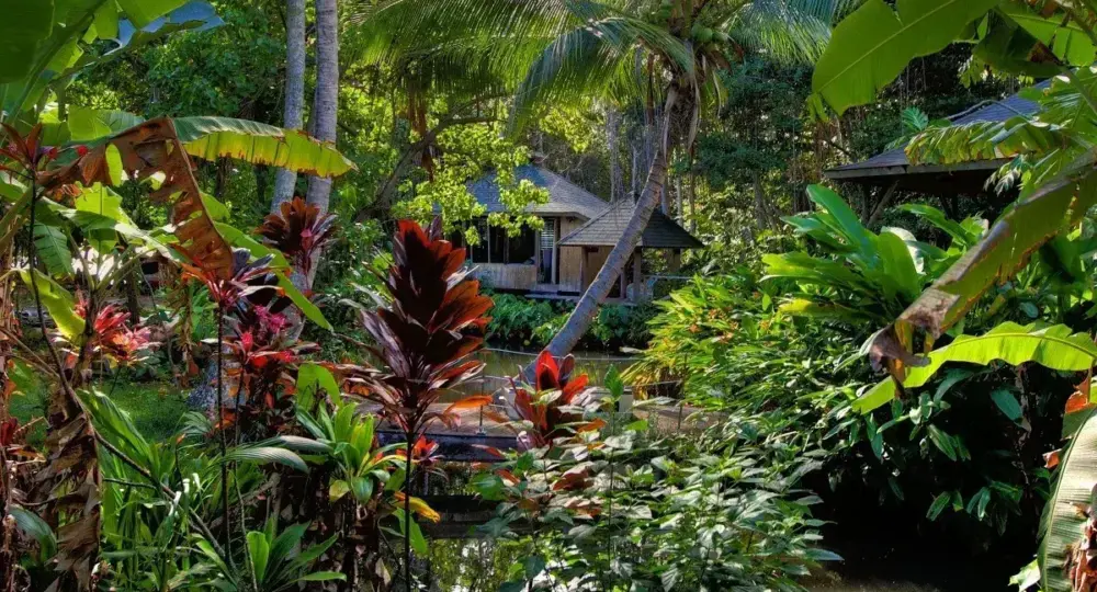 Traditional Hawaiian hut surrounded by lush tropical garden with dense green and red foliage and a small pond