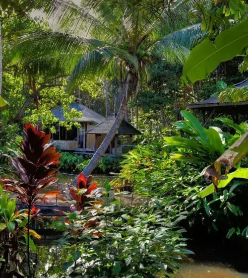 Traditional Hawaiian hut surrounded by lush tropical garden with dense green and red foliage and a small pond