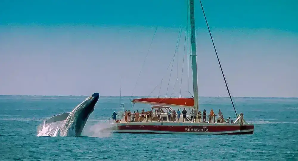 Humpback whale breaching next to sailboat with passengers on ocean