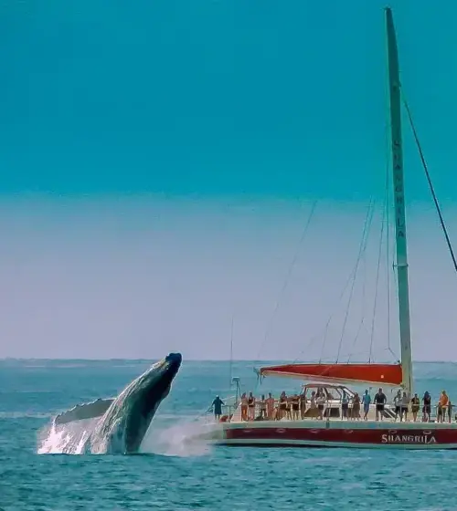 Humpback whale breaching next to sailboat with passengers on ocean