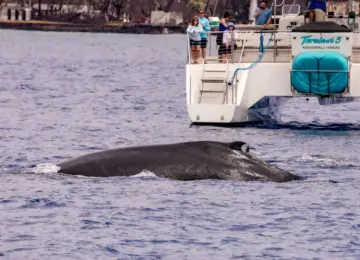 Humpback whale swimming near a boat with people on board in Hawaiian waters