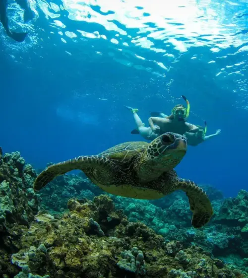 Green sea turtle swimming over coral reef with snorkelers in background
