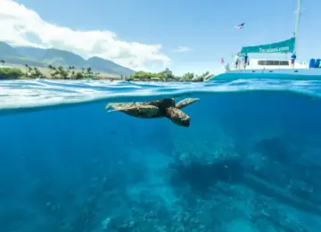 Green sea turtle swimming near ocean surface with a catamaran and mountains in the background