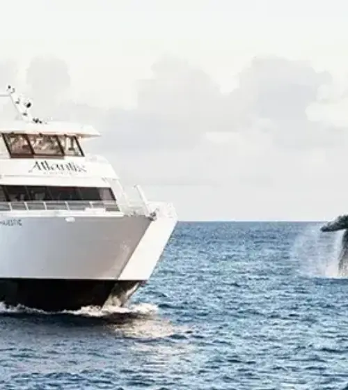 Whale Watch Cruise