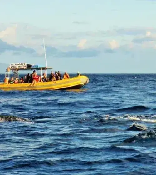 Whale Express