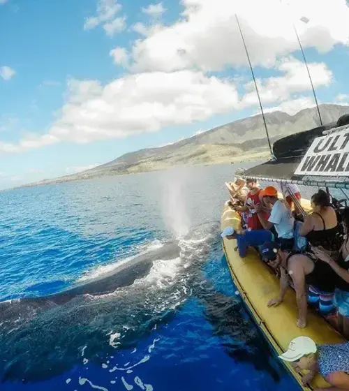 people on a whale watching boat near a whale spouting water in the ocean with mountains in background